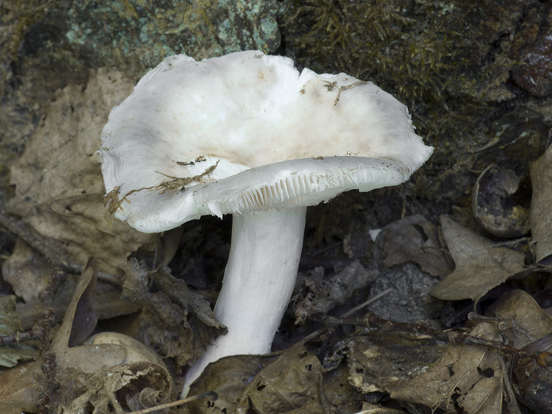 Russula cavipes